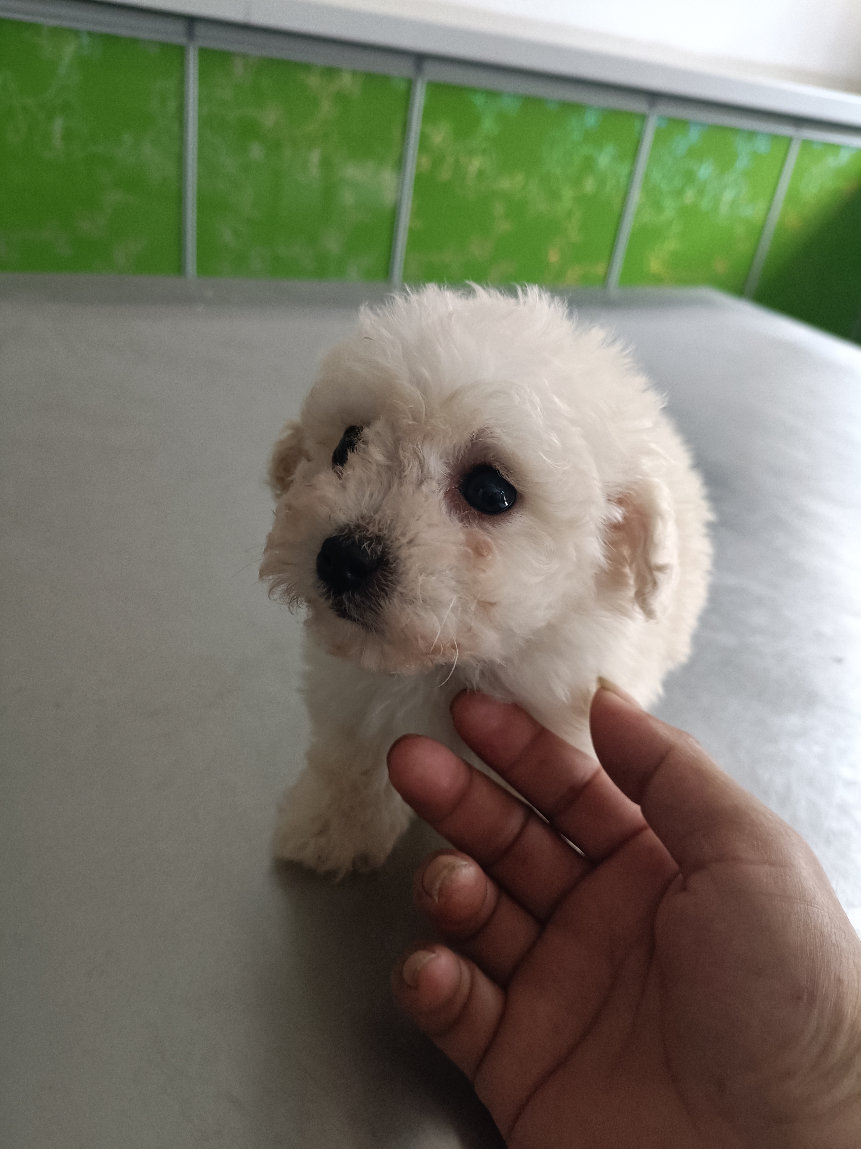 比熊